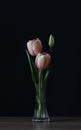 Pink tulips in a crystal vase Royalty Free Stock Photo