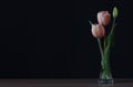 Pink tulips in a crystal vase Royalty Free Stock Photo