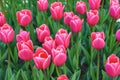 Pink tulips Debutante flowers with green leaves blooming in a meadow, park, flowerbed outdoor Royalty Free Stock Photo