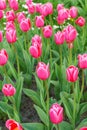 Pink tulips Debutante flowers with green leaves blooming in a meadow, park, flowerbed outdoor Royalty Free Stock Photo