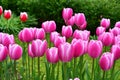 Pink tulips detail in spring time