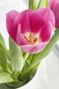 Pink tulips. Easter day, March 8, women\'s day, birthday, gift, flowers for woman, stock photo