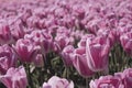 Pink tulips field