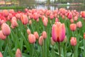 Pink tulips Royalty Free Stock Photo