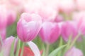 Pink tulips in a field. These flowers were shot in Holland the Netherlands Royalty Free Stock Photo