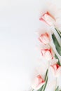 Pink tulips flat lay on white background with space for text. Spring flowers, stylish tender image. Hello spring. Greeting card Royalty Free Stock Photo