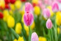 Pink tulips flower, beautifuly flower in garden plant Royalty Free Stock Photo