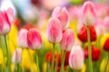 Pink tulips flower, beautifuly flower in garden plant Royalty Free Stock Photo