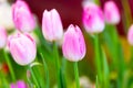 Pink tulips flower, beautifuly flower in garden plant Royalty Free Stock Photo