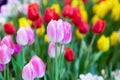 Pink tulips flower, beautifuly flower in garden plant Royalty Free Stock Photo