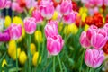 Pink tulips flower, beautifuly flower in garden plant Royalty Free Stock Photo
