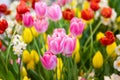 Pink tulips flower, beautifuly flower in garden plant, tulip Royalty Free Stock Photo