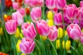 Pink tulips flower, beautifuly flower in garden plant, tulip Royalty Free Stock Photo