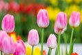 Pink tulips flower, beautifuly flower in garden plant Royalty Free Stock Photo