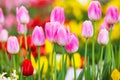 Pink tulips flower, beautifuly flower in garden plant Royalty Free Stock Photo