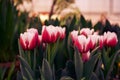 Pink tulips flower, beautifuly flower in garden plant, tulip spring-blooming Royalty Free Stock Photo