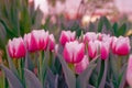 Pink tulips flower, beautifuly flower in garden plant, tulip spring-blooming Royalty Free Stock Photo