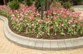 Pink tulips flower bed arranged in gadern spring