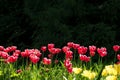 Pink Tulips. Flower bed or garden with different varieties of tulips. Royalty Free Stock Photo