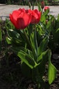 Pink tulips in a flower bed isolated on a white background. Closed tulips on a cold spring morning Royalty Free Stock Photo