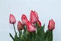 Pink tulips in a flower bed isolated on a white background. Closed tulips on a cold spring morning Royalty Free Stock Photo