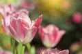 Pink tulips flower blooming blossom with sunshine morning in the botanic garden Royalty Free Stock Photo