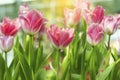 Pink tulips flower blooming blossom with sunshine morning in the botanic garden Royalty Free Stock Photo