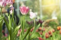 Pink tulips flower blooming blossom with sunshine morning in the botanic garden Royalty Free Stock Photo