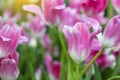 Pink tulips flower blooming blossom with sunshine morning in the botanic garden Royalty Free Stock Photo