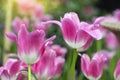 Pink tulips flower blooming blossom with sunshine morning in the botanic garden Royalty Free Stock Photo