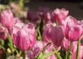 Pink tulips flower blooming Royalty Free Stock Photo