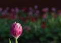 Pink tulips flower blooming Royalty Free Stock Photo