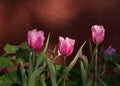 Pink tulips flower blooming Royalty Free Stock Photo