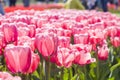 Pink tulips flower blooming with sunshine morning Royalty Free Stock Photo