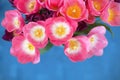 Pink tulips flower on blue background. A greetings card Royalty Free Stock Photo
