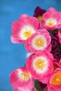 Pink tulips flower on blue background. A greetings card Royalty Free Stock Photo