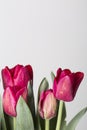 Pink tulips flower bouquet close up on a grey background Royalty Free Stock Photo