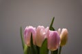 Pink tulips flower bouquet with smooth pink petals close up still on a grey background Royalty Free Stock Photo