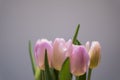 Pink tulips flower bouquet with smooth pink petals Royalty Free Stock Photo