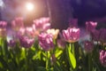 Pink tulips flower field with sun light and lens flare with blurred purple tulips background Royalty Free Stock Photo