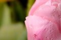 Pink tulips flower with water drops on black background Royalty Free Stock Photo