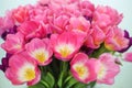 Pink tulips flower on white background. a greetings car Royalty Free Stock Photo