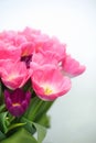 Pink tulips flower on white background. a greetings car Royalty Free Stock Photo