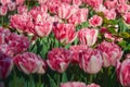 Pink tulips in the flowerbed. Royalty Free Stock Photo