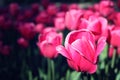 Pink tulips on the flowerbed Morning dew with copy space Royalty Free Stock Photo