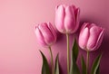 pink tulips flowers on pink background