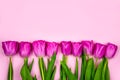 Pink tulips flowers on a pink background. Concept - congratulations on international women's day, birthday, happy mom's