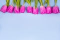 Pink tulips flowers on a blue background. Concept - congratulations on international women's day, birthday, happy mom's