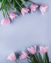 Pink tulips flowers on blue background. Waiting for spring. Greeting card or wedding invitation Royalty Free Stock Photo