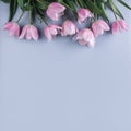 Pink tulips flowers on blue background. Waiting for spring. Happy Easter card. Flat lay, top view. Royalty Free Stock Photo